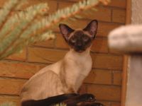 Coilis Buira Bosa Nova