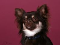 Chopper vom Goldseintal