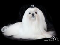 JCH. White Magic Pokerface