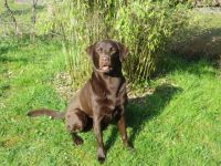 Obelix vom Rechenmacher