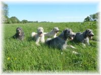 of Amicus Canis  Major