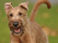 Aus dem alten Garten