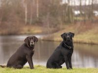 Dogtours-mit-Annette