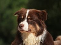 "Miro" GlennCove´s Canadian Red Spell RS-O JS-E GS-N