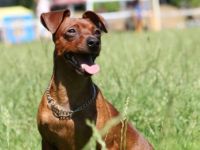 Hektor "von der Priolinde"