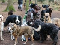 Hamburger Hundeausgehservice