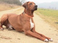 Bijongo of Matobo - Kennel