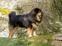 Günga Nima´s Do Khyi