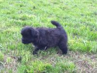 Hundefreunde Bad Urach und Umgebung