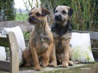 Hundepension Heineck