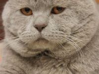 Ch. Benetton British Knights