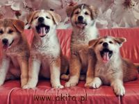 Akita u Izis
