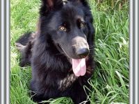 Dodge-Max vom schwarzen Ritter