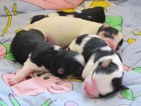 from the beautiful Snowflower