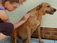 mobile Tierheilpraxis Pasing