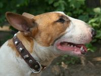 Dragon Flame`s Mephisto