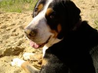 Gero Chewbacca vom Urmelhof