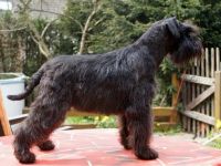 von den Kuschelzwergen