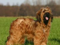 Les petits Vagabonds