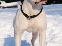 Gr.Ch. Chestnut's Little Kokopelli of WMK