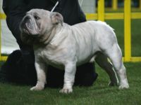 DRAGON WHITE Z Bezimiennego Zamku