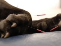 Praxis der Tiernaturhelkunde - Die Tierheilpraktikerinnen