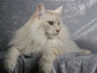 von Fahrenhorster Wald