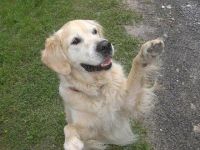 HUNDESERVICE 4 Pfoten, Althütte