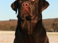 Jalapeno my sunshine from Dragon Valley "Eyck"