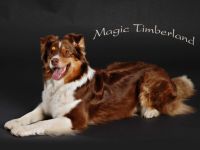 Magic Timberland