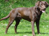 Basko vom Kadernberg