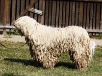 HGrCh HSCH HCH RoCh Canicum Pásztor Duhaj