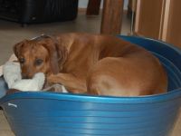 Hundepension: Carolin's kleine Hunde- Ranch