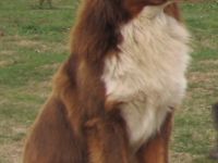 Red Devil of Cornwall Dream