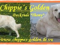 Faulborn´s Golden Anthony
