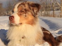 Lion´s Aussies Light my Fire DNA-VP (Shicco)