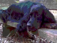 Der Zufriedene Hund - Hundeerziehung in Wiesbaden