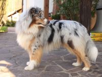 Lion´s Aussies Silver Magic DNA-VP (Silver)