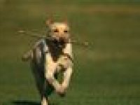 Hundephysiotherapie Reha Physio