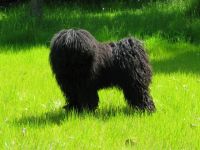 Peiren von Discher´s Hoff