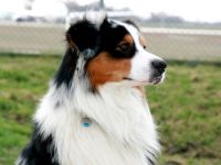 Red  River´s Mighty Monty DNA-VP