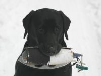 Schlaue Hunde Heinsberg