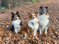 Klattig Hundetraining
