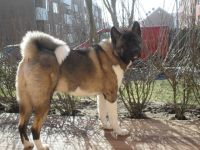 "Dexter" Vom Saaleland (Rüde)