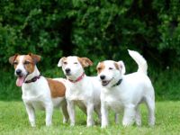 vom Königsberger Schloß