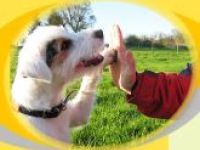 Mein Hund und Ich Merzig