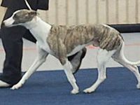 Argento Dario Valentine Dogs