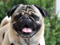 Chino von Cyrano de Bergerac