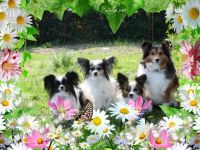 von der Märchenwiese