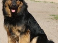 H`Sky vom Altdeutschen Eck